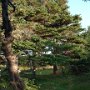 <p align=left>Petit sentier entre camping, falaises et mer. La mer de toute façon, n'est jamais très loin aux Îles-de-la-Madeleine.