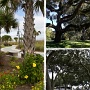 <p align=left>Les arbres du sud: les palmiers du "boardwalk", les chênes de Brookgreen Gardens et les chênes du Pirateland campground