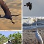 <p align=left>En vol ou presque: aigrette, balbuzard et le tantale d'Amérique dont la tête est toujours aussi laide